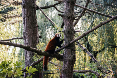 Low angle view of bird perching on tree