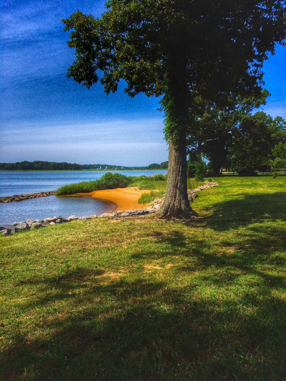 water, tree, beauty in nature, scenics, tranquility, blue, nature, tranquil scene, green color, growth, idyllic, sunlight, outdoors, sea, plant, day, sky, forest, no people, non-urban scene