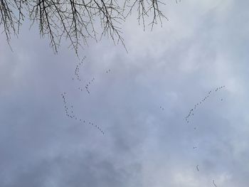 Low angle view of birds flying in sky