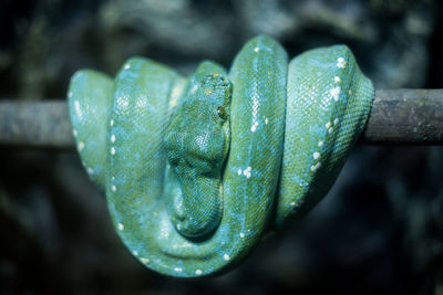 Close-up of green snake on branch in forest