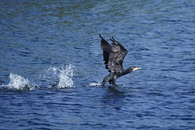 Bird flying over sea