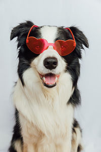 Close-up portrait of dog against white background