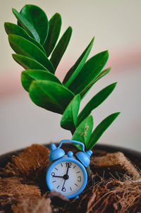 Close-up of potted plant on table at home