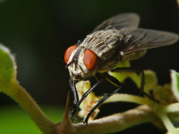 Close-up of insect on leaf