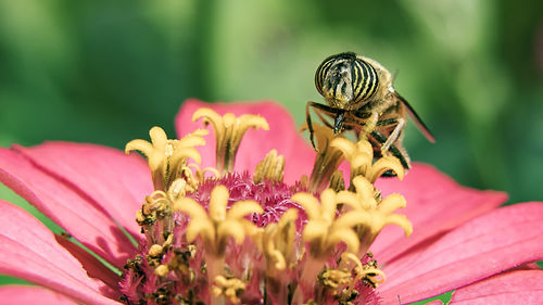 Close-up of bee pollinating on pink flower