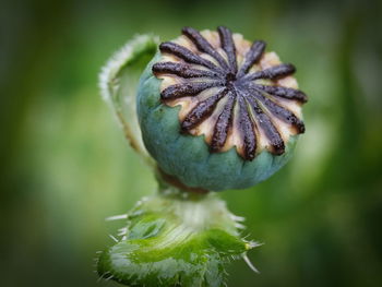 Close-up of flower bud