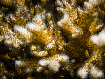Close-up of fish underwater