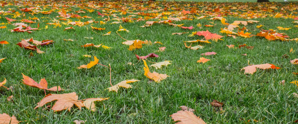 Leaves on grassy field