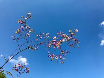 Low angle view of cherry blossom against blue sky