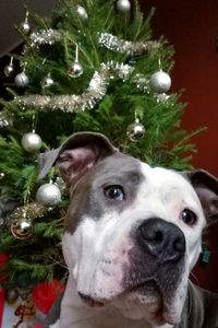 Portrait of dog on christmas tree