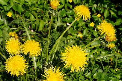 Close-up of yellow flowers