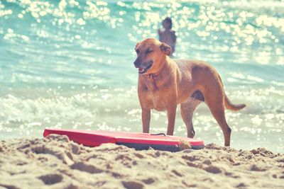 Dog standing on beach