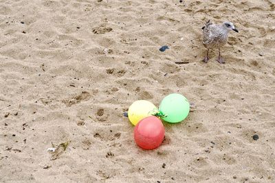 Three coloured balloons and a seagull on a beach