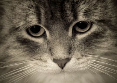 Close-up portrait of cat