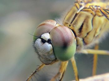 Close-up of insect