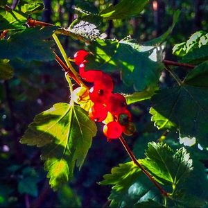 Close-up of red leaves