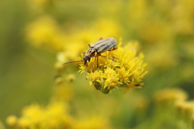 Close-up of bee pollinating on yellow flower