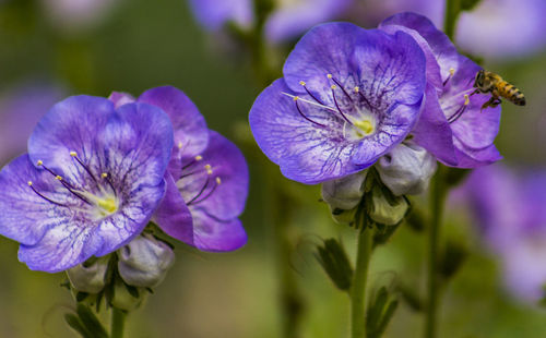 Close-up of purple flower