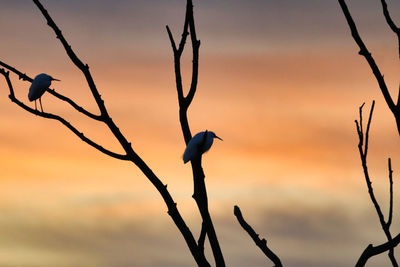 Silhouette of birds perching on bare tree