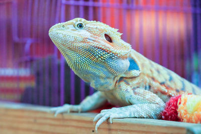 Close-up of lizard