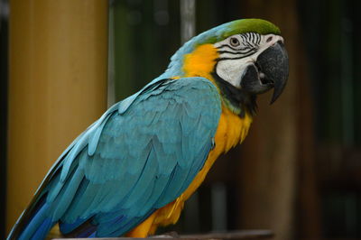 Close-up of parrot