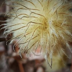 Close-up of plant against blurred background