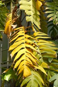 Close-up of yellow leaves on plant