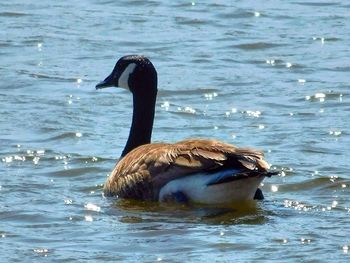 Duck swimming on lake