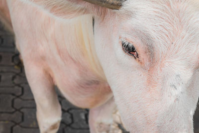 Close-up of a horse