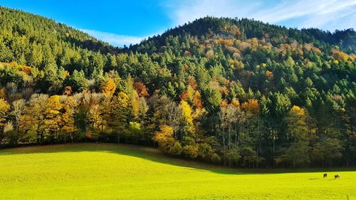 Scenic view of trees against sky during autumn