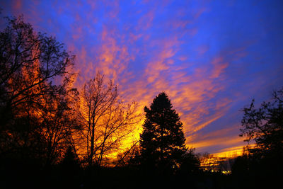 Silhouette of trees at sunset