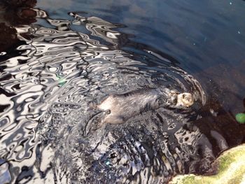 Directly above shot of sea otter swimming in sea