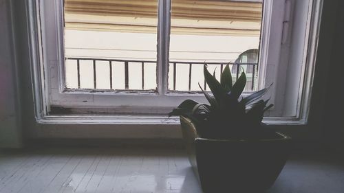 Potted plants on window sill