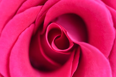 Close-up of pink rose