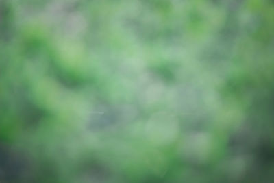 Defocused image of plants growing in forest