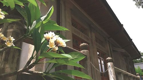 Low angle view of flowers