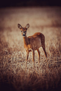 Portrait of deer standing on field