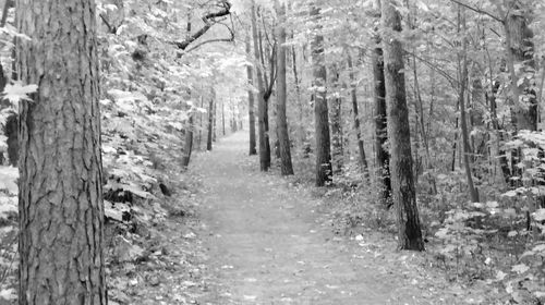 Trees in forest