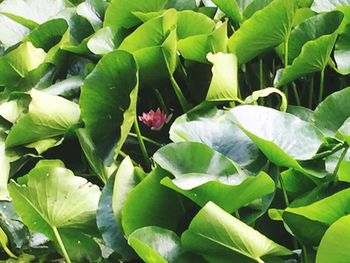 Close-up of plants