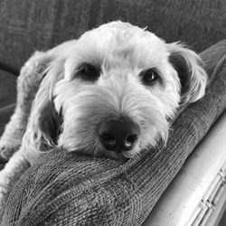 Close-up portrait of dog relaxing on sofa at home