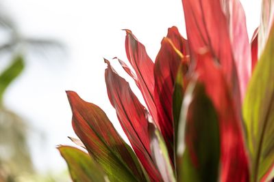 Close-up of red flowering plant