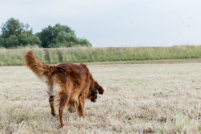 Horse standing in field