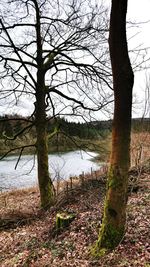 Bare tree by lake against sky
