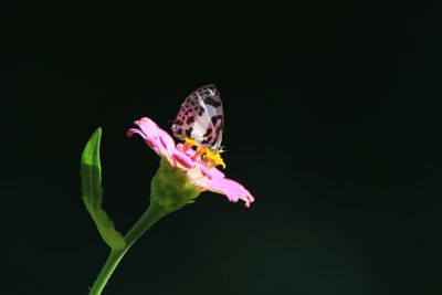 Butterfly pollinating flower