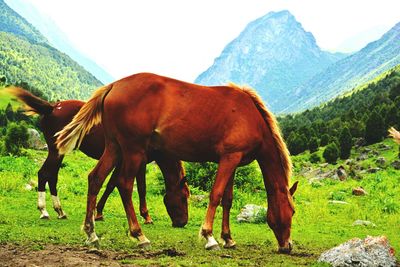 Horses standing on field against mountain