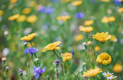 Close-up of butterfly pollinating on yellow flower