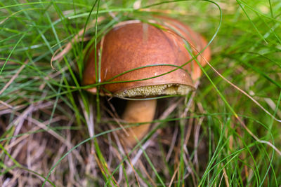 Close-up of mushroom on grass