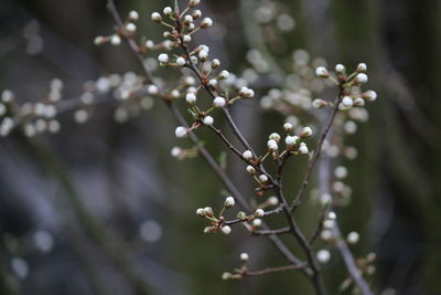 Close-up of cherry blossom on tree