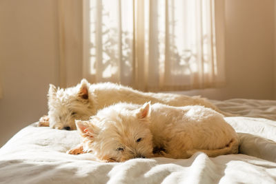 West highland white terriers relaxing on bed at home