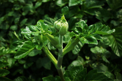 Close-up of bud